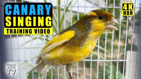 canary song download|canaries singing for 12 hours.